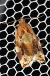Archips xylosteana