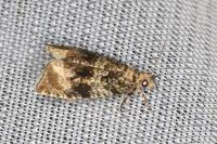 Celypha lacunana