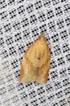 Clepsis consimilana