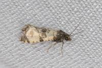 Cochylichroa atricapitana