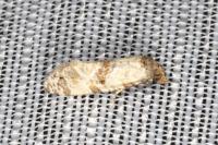 Neocochylis molliculana