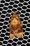 Ditula angustiorana