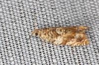 Epinotia abbreviana