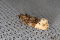 Hedya nubiferana