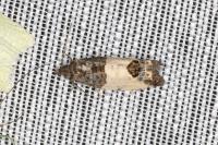 Spilonota ocellana