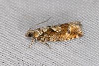 Zeiraphera isertana
