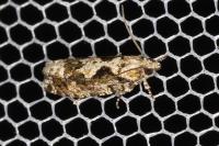 Zeiraphera isertana