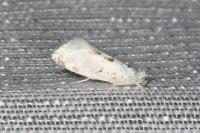 Niphonympha dealbatella