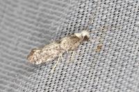 Paraswammerdamia albicapitella