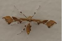 Cnaemidophorus rhododactylus