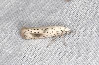 Yponomeuta irrorella
