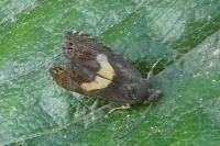 Dichrorampha petiverella