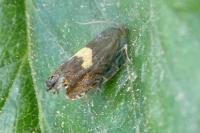 Dichrorampha petiverella