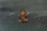 Ditula angustiorana