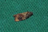 Ditula angustiorana