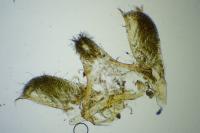 Prochoreutis sehestediana
