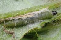Agonopterix subpropinquella