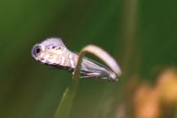 Glyphipterix thrasonella
