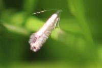 Glyphipterix thrasonella