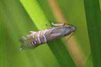 Glyphipterix thrasonella