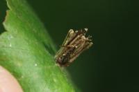 Psyche casta