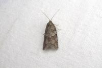 Cnephasia