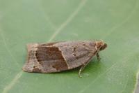 Clepsis dumicolana