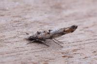 Zelleria oleastrella