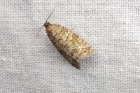 Isotrias stramentana