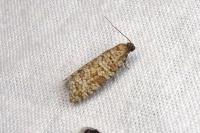 Isotrias stramentana
