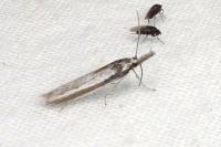 Pleurota ericella