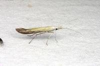 Coleophora