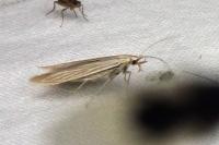 Coleophora