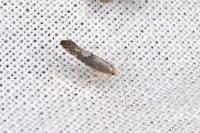 Argyresthia spinosella
