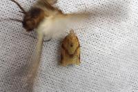 Clepsis consimilana