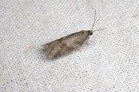 Cnephasia