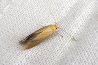Crassa tinctella