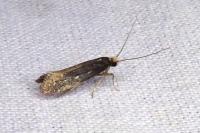 Monopis nigricantella
