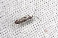 Paraswammerdamia albicapitella