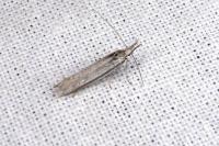 Pleurota ericella