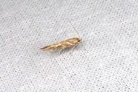 Pyroderces argyrogrammos