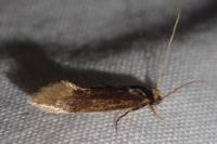 Opogona omoscopa
