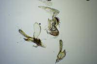 Opogona omoscopa