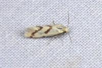 Aethes flagellana