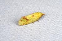 Agapeta hamana