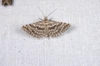 Alucita
