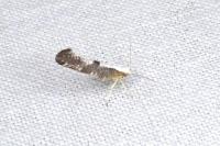 Argyresthia spinosella