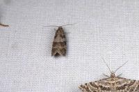 Cnephasia