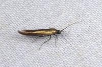 Coleophora