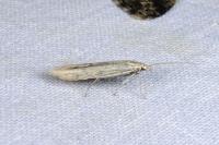 Coleophora